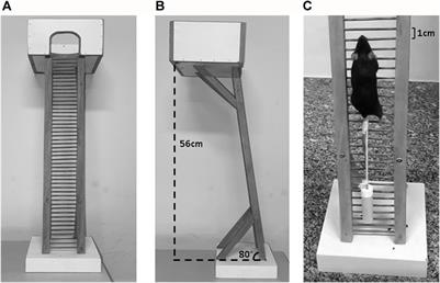 β2-Adrenoceptors activation regulates muscle trophic-related genes following acute resistance exercise in mice